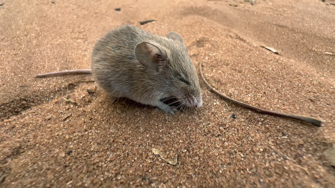 Primo piano di un topo pigmeo del deserto (Mus indutus) nel Parco Nazionale Chobe. Botswana
