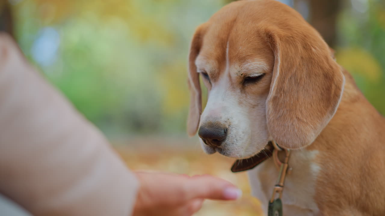 close up of owner holding dog treat in hand as beagle hesitates to eat, gaze shifts from snack to hand, waits then finally eats snack, soft autumn leaves in background, collar and leash visible