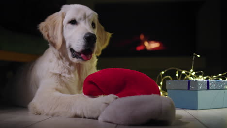 a dog in a new year's hat lies near a box with a gift, in the background there is a fire in the fireplace.