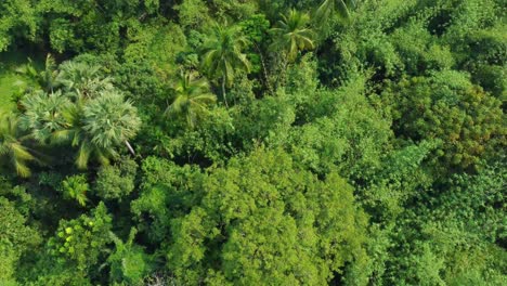 Vista-Aérea-O-Superior-Del-Bosque-Verde-Profundo-O-La-Jungla