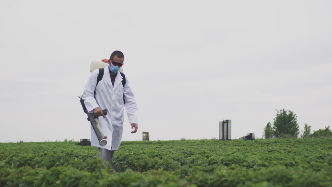 Agricoltore che irrora pesticidi in un campo di fragole