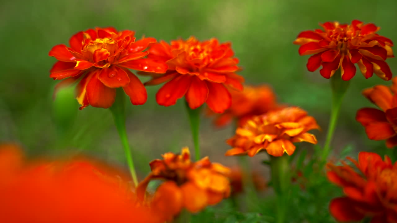 Camera moving through a group of flowering Marigolds.