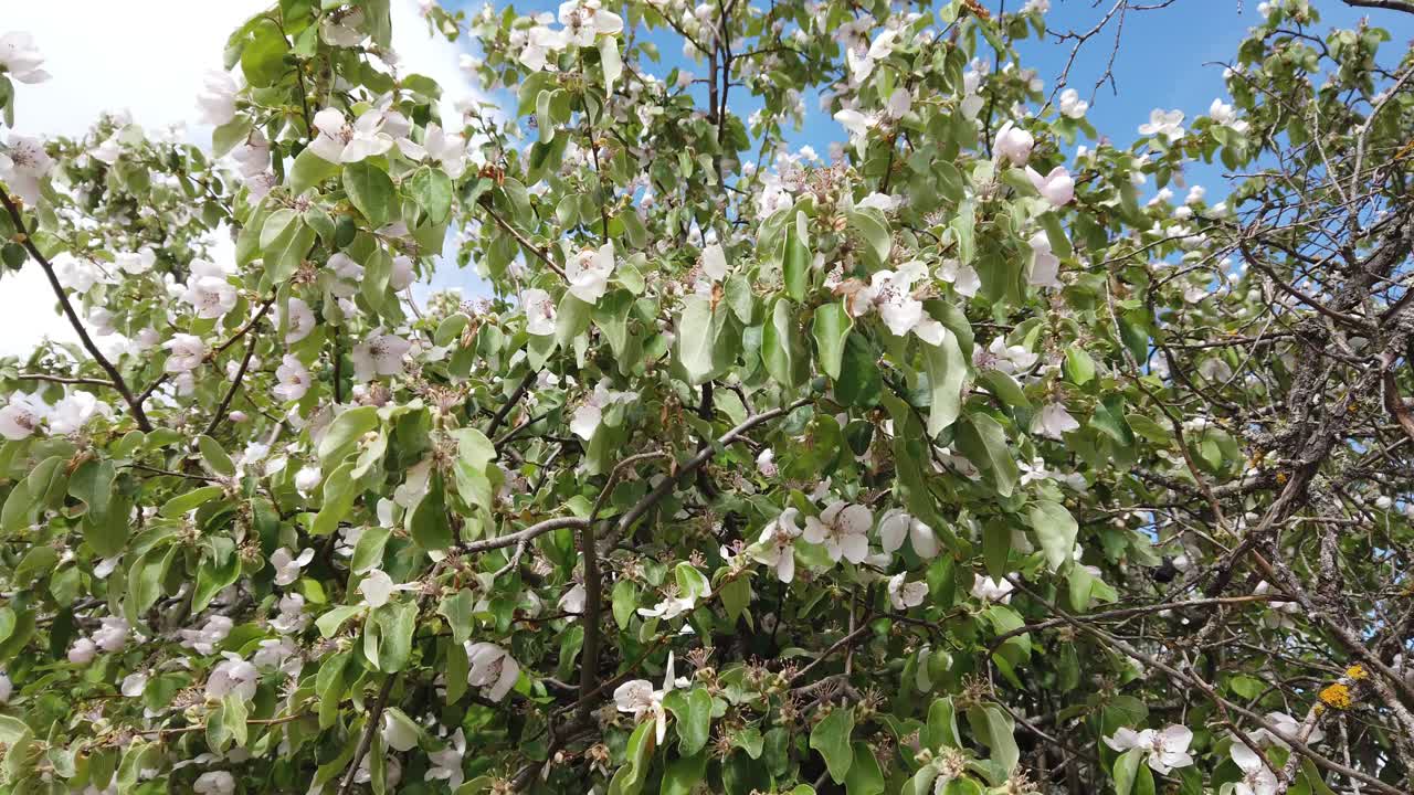 Cydonia Oblonga Portugal Quince flowering in springtime