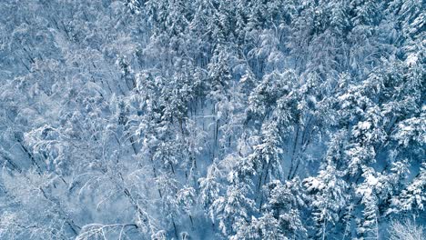 Snowy-branches-in-forest.-Winter-fairy-background