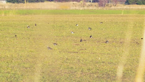 Lapwing-flock-resting-on-agricultural-field,-sunny-spring-day,-medium-shot-from-a-distance