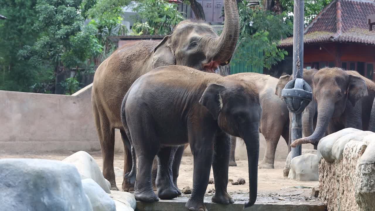 Elephants at the Zoo