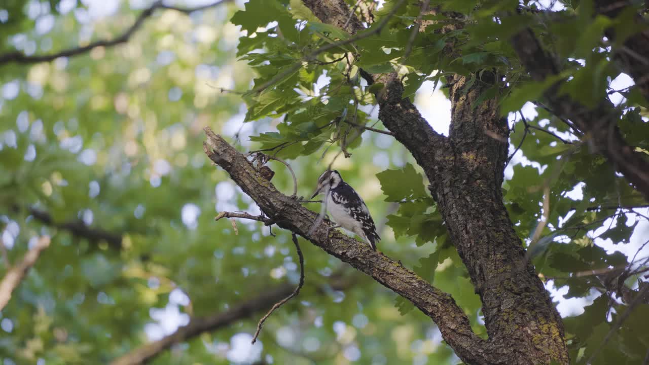 pájaro carpintero peludo en una rama, picoteando y buscando comida