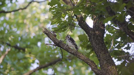 Hairy-Woodpecker-on-a-branch,-pecking-and-looking-for-food