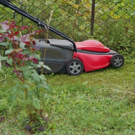 electric lawn mower cuts the grass. woman mowing lawn
