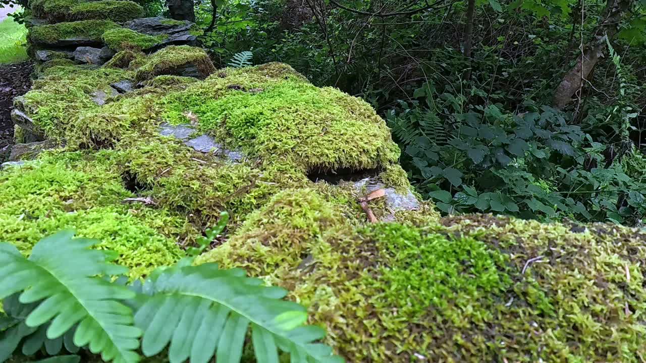 Moss covered rural countryside stone wall boundary in dense woodland forest nature scene
