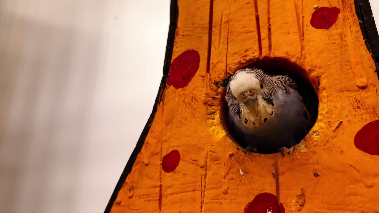 A sparrow peeks out from a man-made wooden nesting cavity showcasing importance of artificial bird conservation techniques. Perfect for wildlife documentaries and birdwatching content.