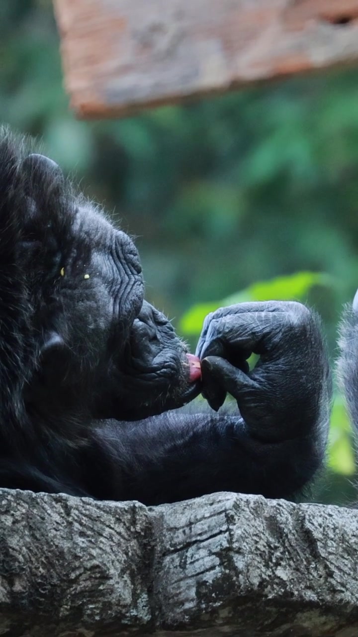 Un'inquadratura verticale ravvicinata di un gorilla seduto che mangia in un lussureggiante recinto dello zoo.