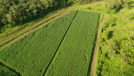 Vista-Aérea-Sobre-El-Campo-De-Caña-Verde-En-Las-Zonas-Rurales