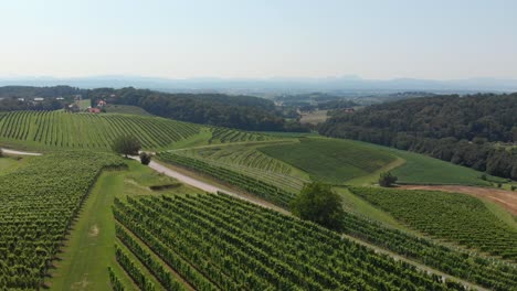 imágenes aéreas de vastos viñedos cultivados en la eslovenia rural, día soleado de verano