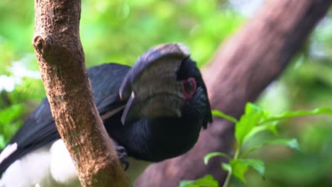 Extreme-close-up-shot-of-a-curious-trumpeter-hornbill,-bycanistes-bucinator-with-distinctive-casque-on-the-bill,-perching-on-tree-branch,-wondering-around-its-surrounding-environment