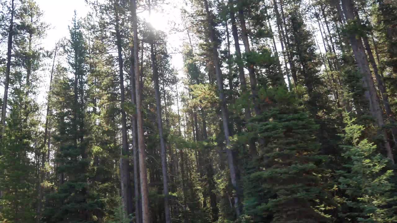 Bosco soleggiato: una scena naturale tranquilla