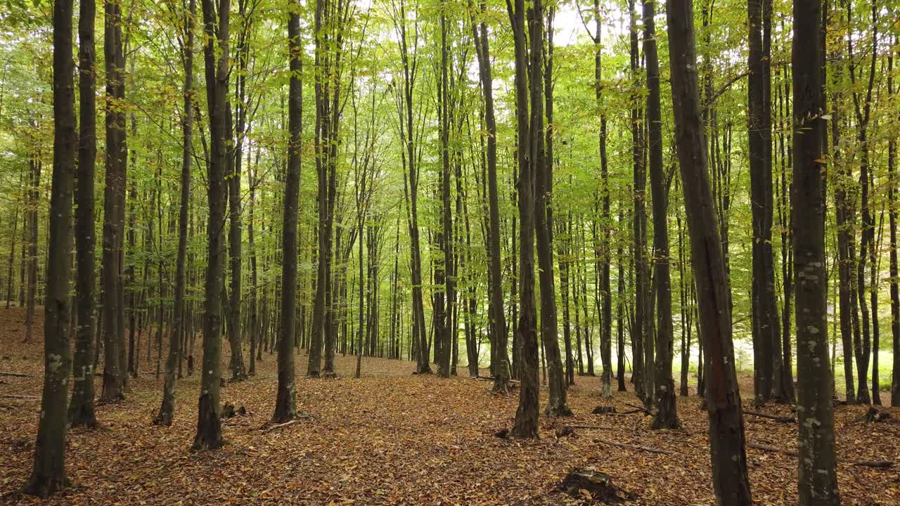 hermoso paseo por el bosque de otoño, escena rural en temporada de otoño