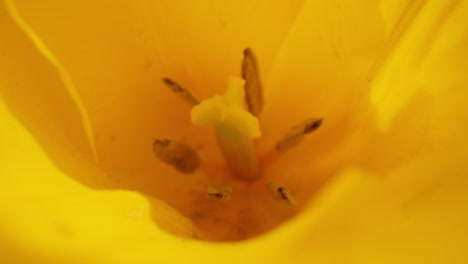 Closeup-yellow-petals-flower-blooming.-Macro-flowers-blossoming.-Yellow-flower