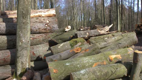 stacks of sawed tree trunks in the forest