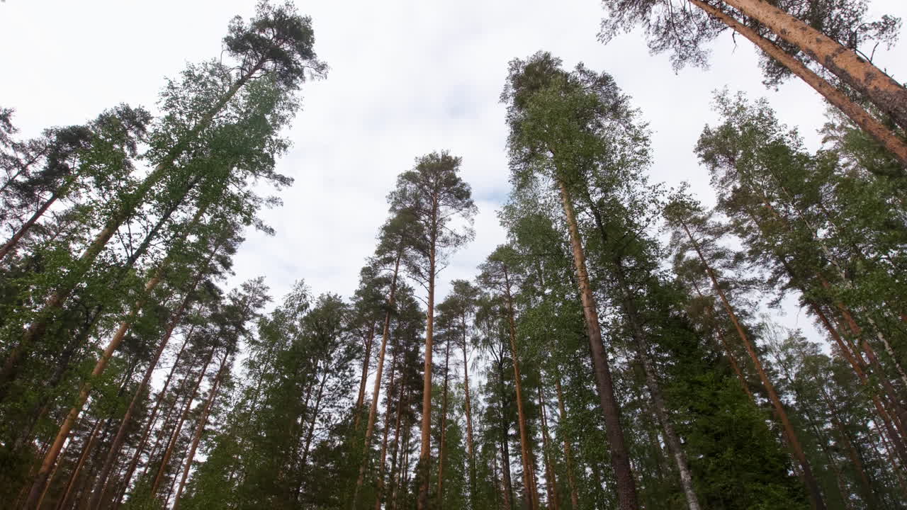 Time lapse of tall trees in a coniferous forest