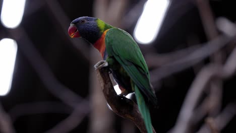 close up of loriini perching on wood