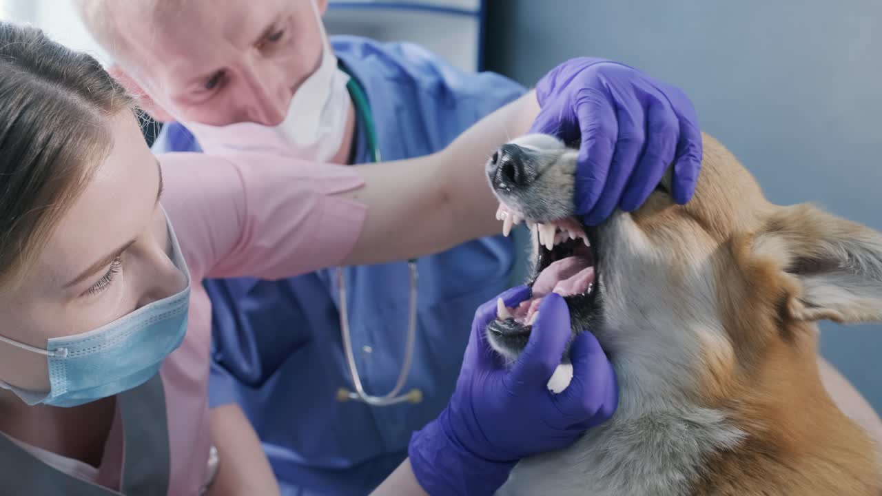 병든 코르기 개 의 치아 와 입 을 검사 하는 수의사