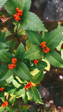 close-up of red berries and green leaves on a bush