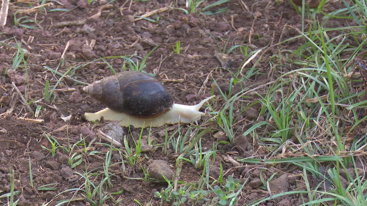 Snail in grassy ground