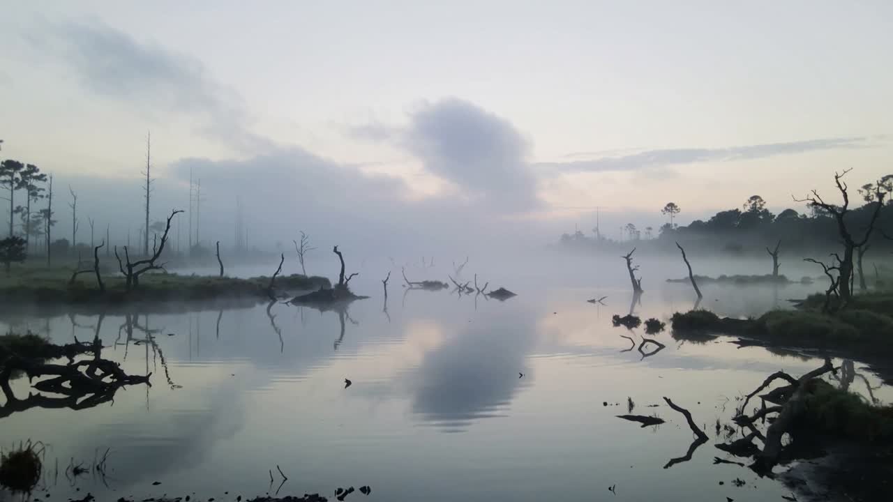 Acqua di palude in deriva che riflette le nuvole, muovendosi nella luce dell'alba e nella nebbia bassa, rivelando tronchi morti.