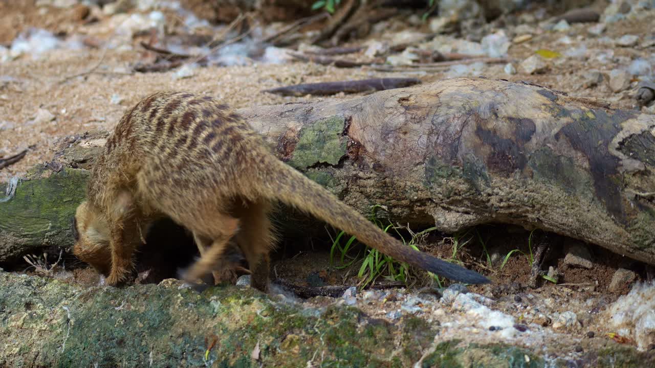 Primo piano di un suricato (Suricata suricatta) che scava e cerca cibo attivamente a terra.