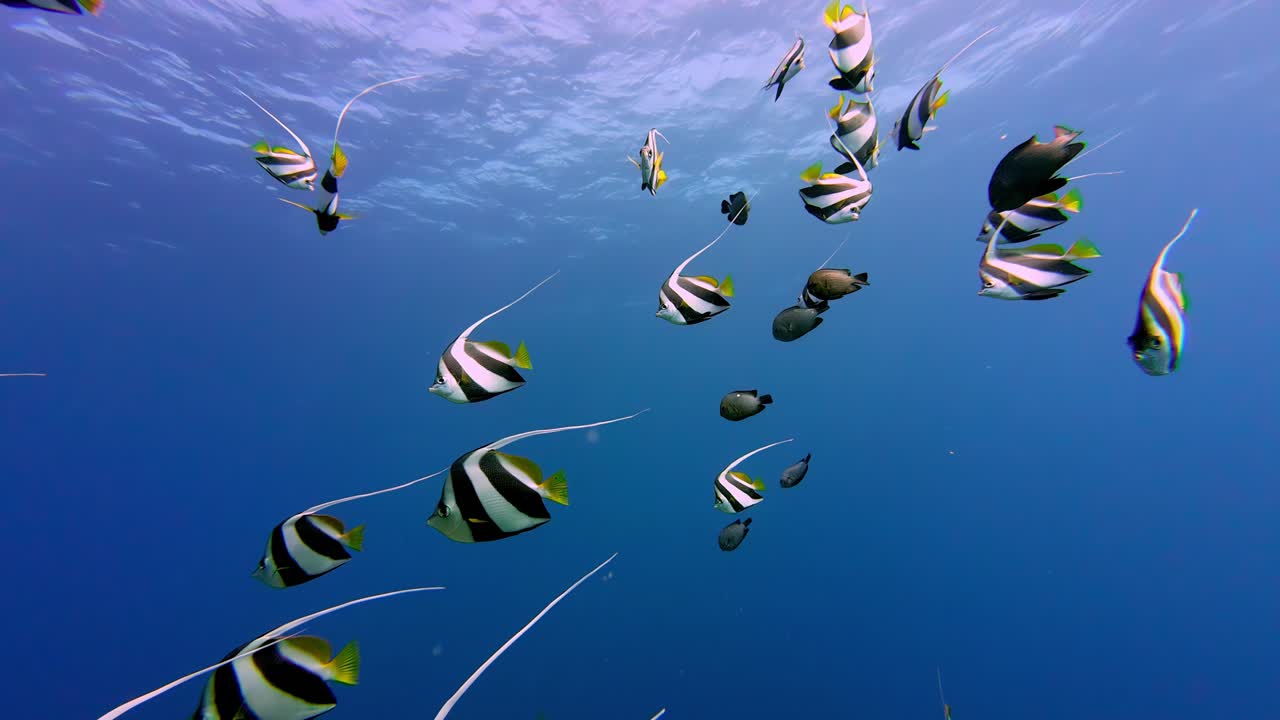 노란색 검은 물고기 학교 파란 바다에서 수영, 다이빙 수중 경험