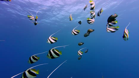 Escuela-De-Peces-Amarillos,-Blancos-Y-Negros-Nadando-En-El-Mar-Azul,-Experiencia-De-Buceo-Bajo-El-Agua