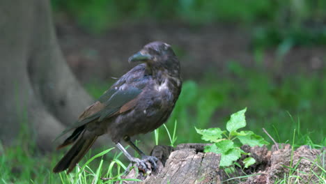 Close-up-of-black-crow-eating-prey-after-hunt-outdoors-in-wilderness---4K-prores-shot