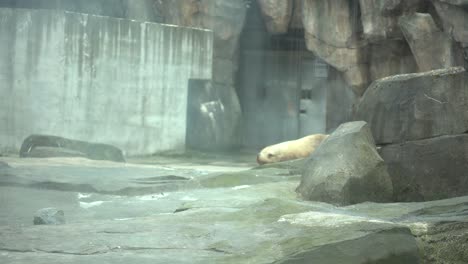 Sea-Lion-Pup-at-aquarium