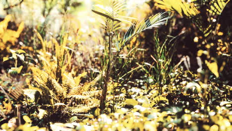 Cerca-De-La-Punta-De-Una-Alfombra-Verde-Hierba-De-Hoja-Ancha