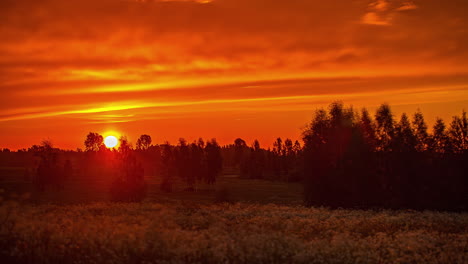 time lapse view opkomende gele zon links naar rechts tegen oranje hemel met silhouet van bomen