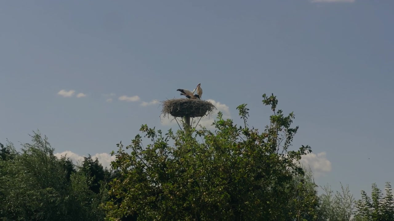 Genitori cicogna nutrono i loro piccoli in un grande nido su un palo che si erge sopra gli alberi contro un cielo estivo limpido e azzurro.
