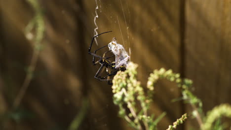 Yellow-Garden-Spider-feeding-off-its-webbed-prey---Close-up