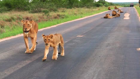 Löwin-Mit-Jungem-Läuft-Auf-Asphaltierter-Straße,-Löwe-Ruht-Auf-Dem-Boden-Im-Hintergrund