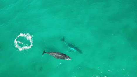 aerial view of humpback whales in the ocean