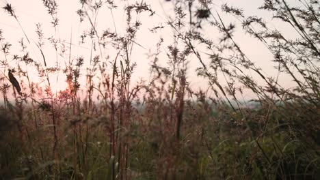 Moviéndose-A-Través-De-La-Plantación-Al-Atardecer