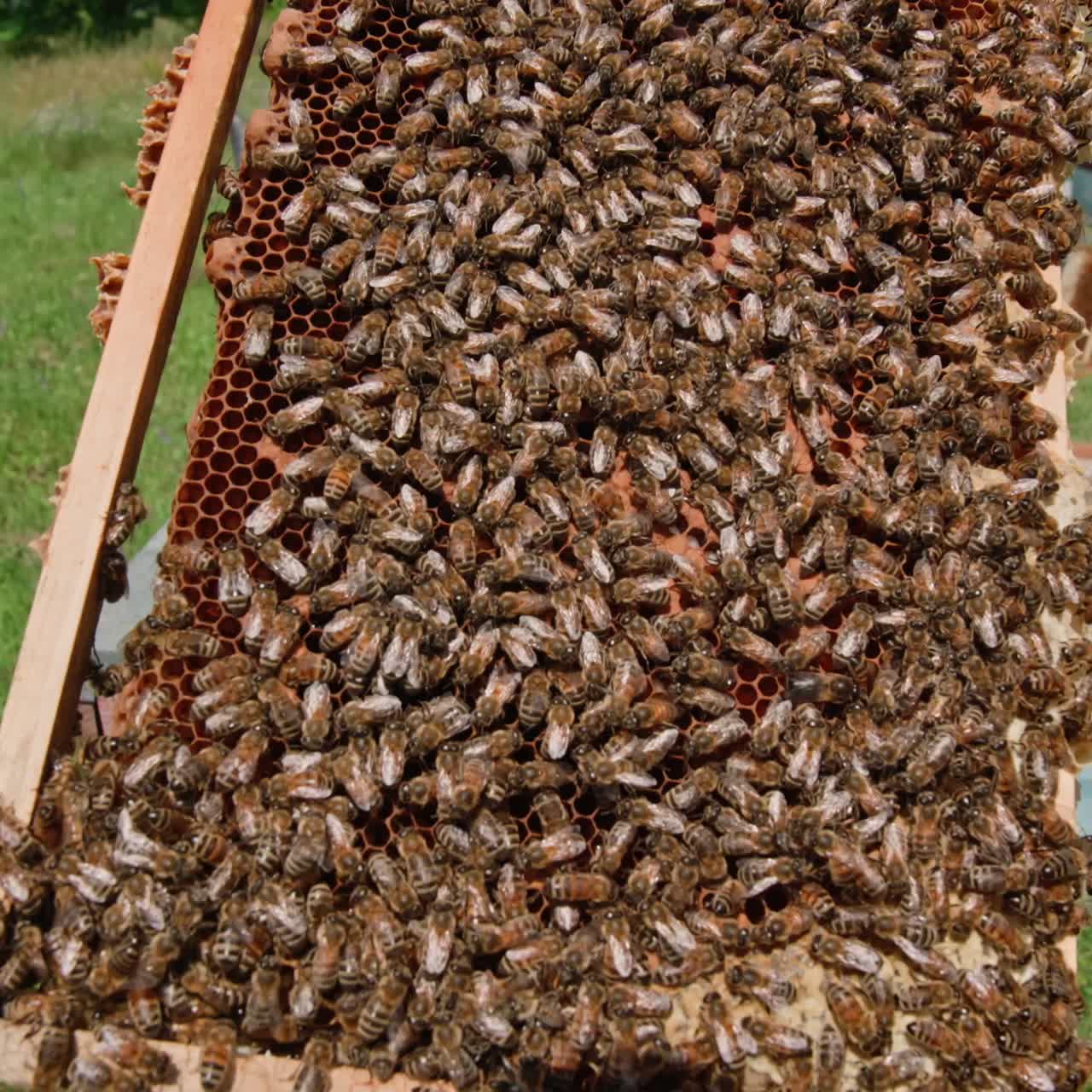 Bees swarming on honeycomb