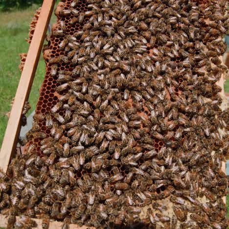 bees swarming on honeycomb