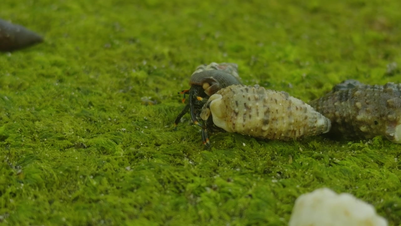 鮮やかな緑の苔の上を這う小型ヤドカリ