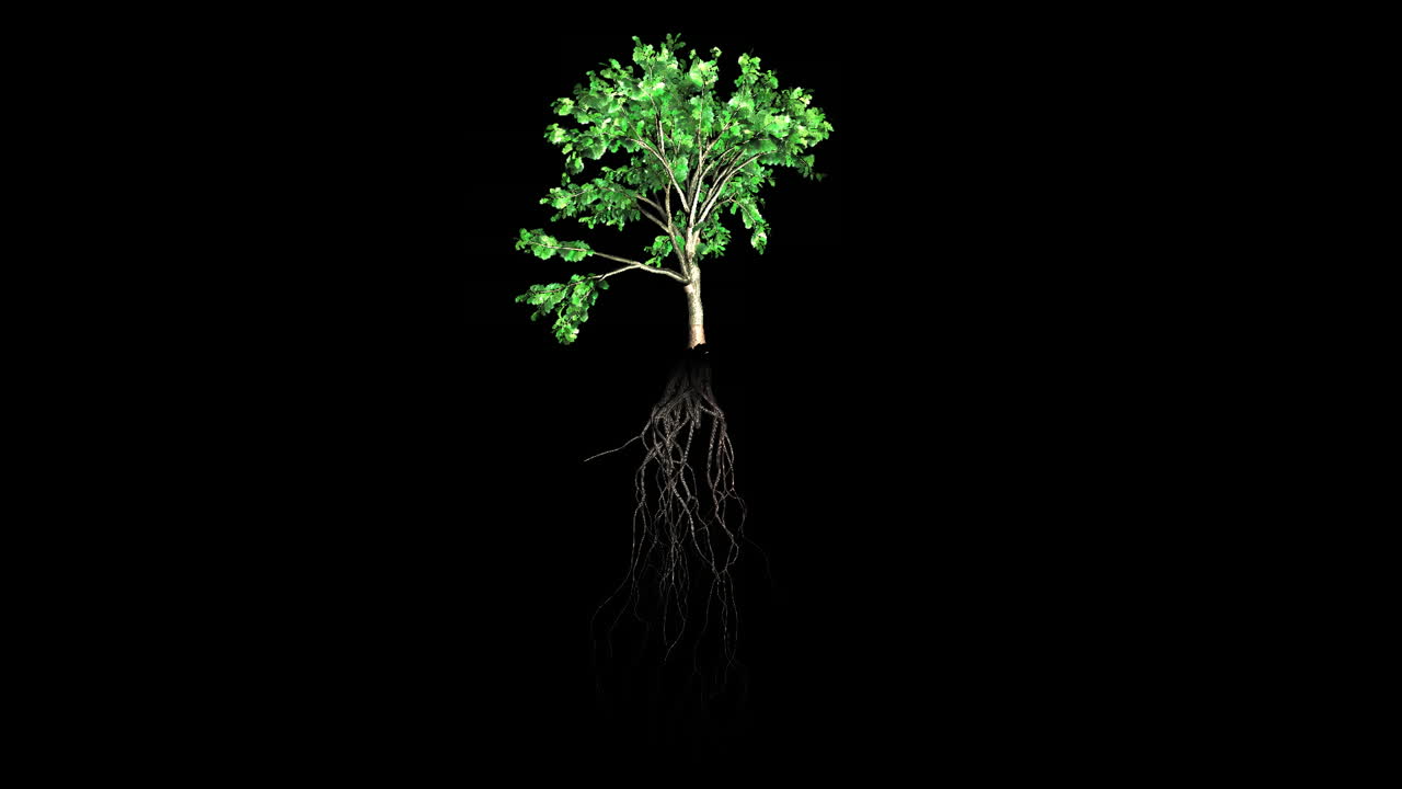 Growing Plant 2