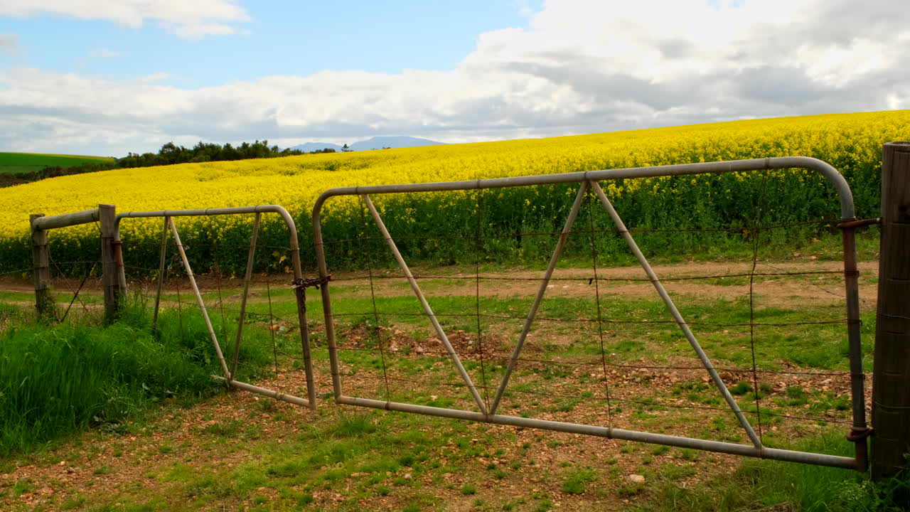 Yellow rapeseed canola field on other side of metal farm gates sway in breeze