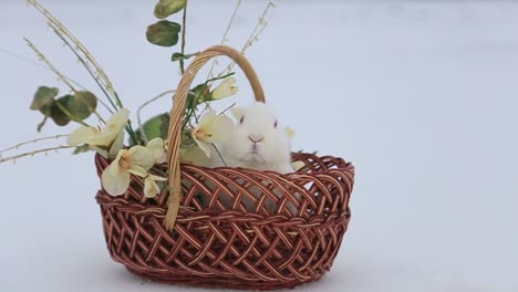 cute rabbits in the basket, easter bunny at the farm