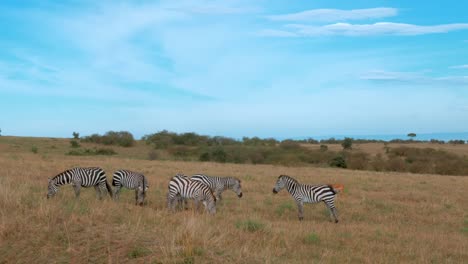 Una-Manada-De-Cebras-Y-Un-Impala-En-El-Fondo-De-La-Sabana-De-Kenia