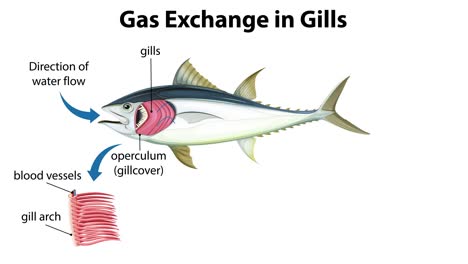ilustración del intercambio de gases en las branquias de los peces