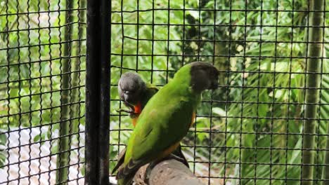 loros en una jaula